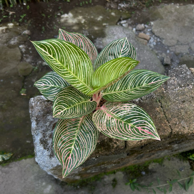 Aglaonema Golden Hope