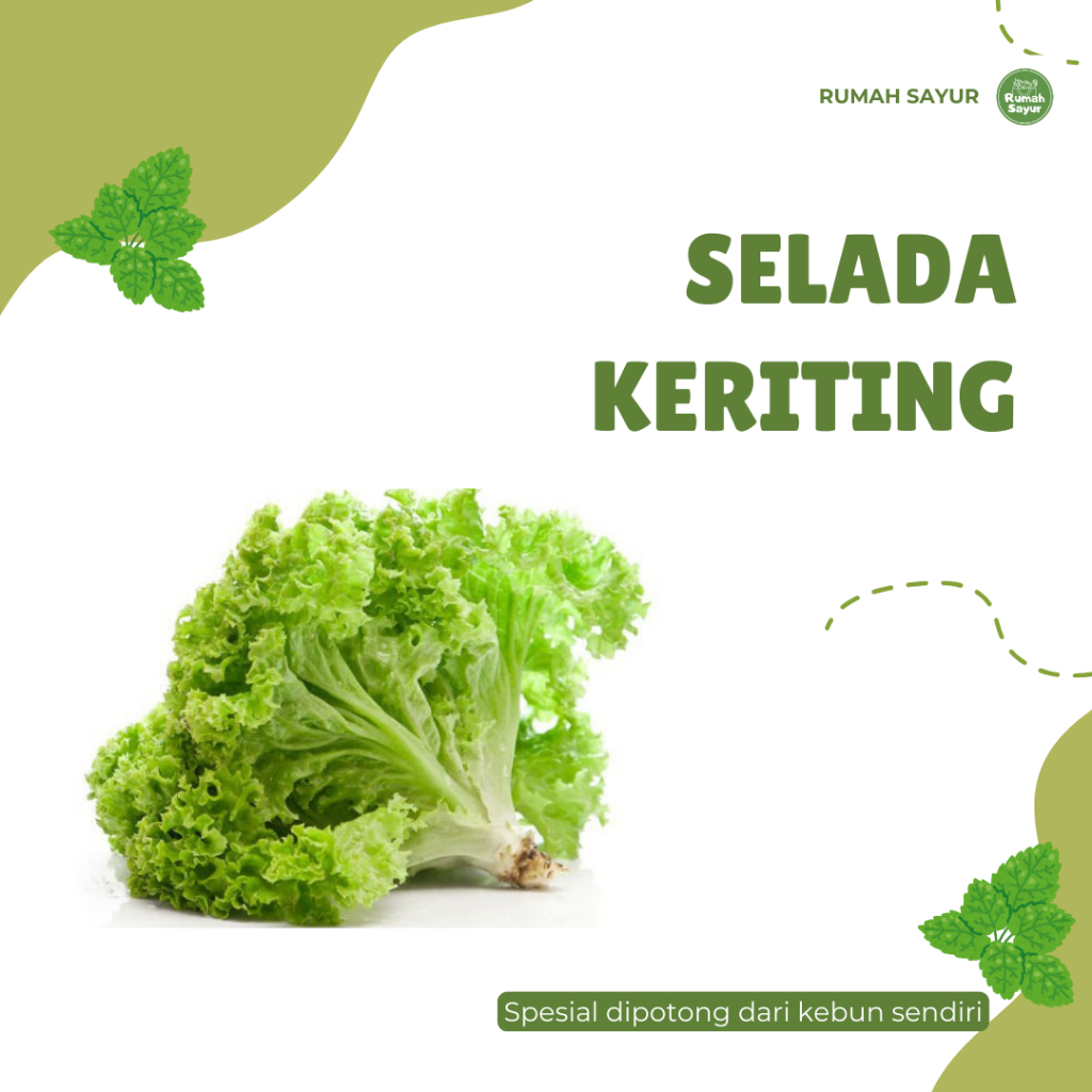 

SELADA KERITING/ANDEWI/250GR/BY RUMAH SAYUR SEGAR