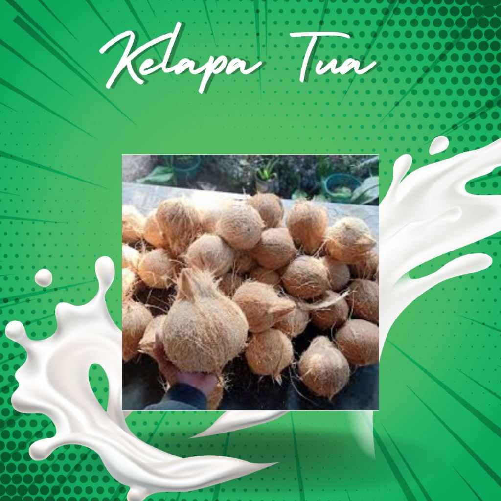 

Kelapa Tua utuh