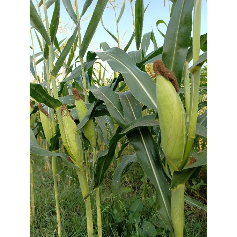 

Jagung Manis Asli Original Fresh Segar Pesan Langsung Dipetikan