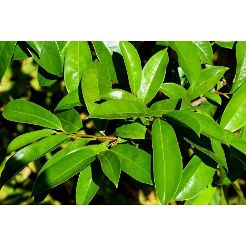 

daun sirsak langsung dari pohonnya (daun herbal)