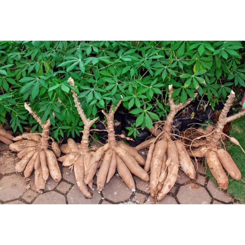 

Singkong fresh segar