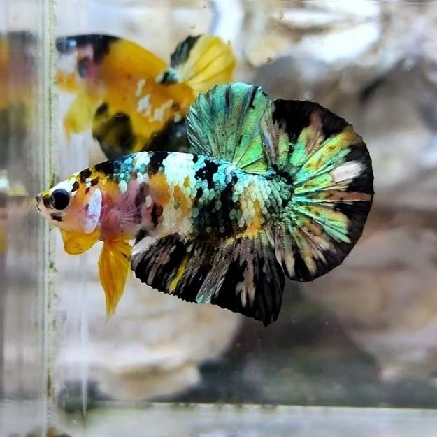 yellow koi copper male bagus