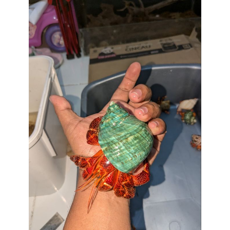 Coenobita perlatus dark strawberry oren size XXL 10cm, mainan kelomang