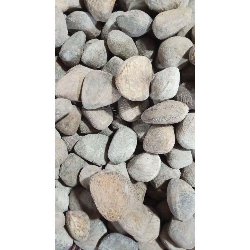 

kluwek / picung hitam 500gram
