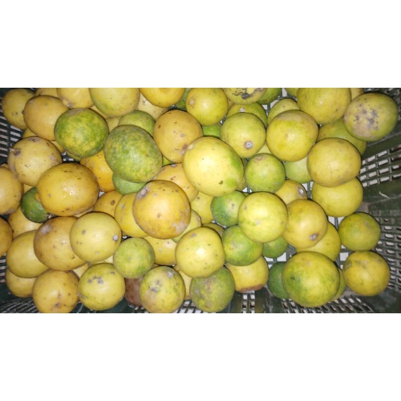 

jeruk nipis campuran jrk lemon jatohon/restan 500grm