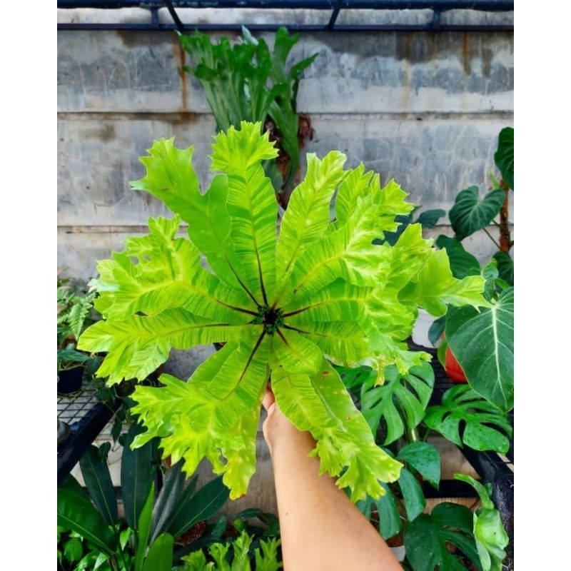 Tanaman hias kadaka varigata golden - Kadaka varigata golden