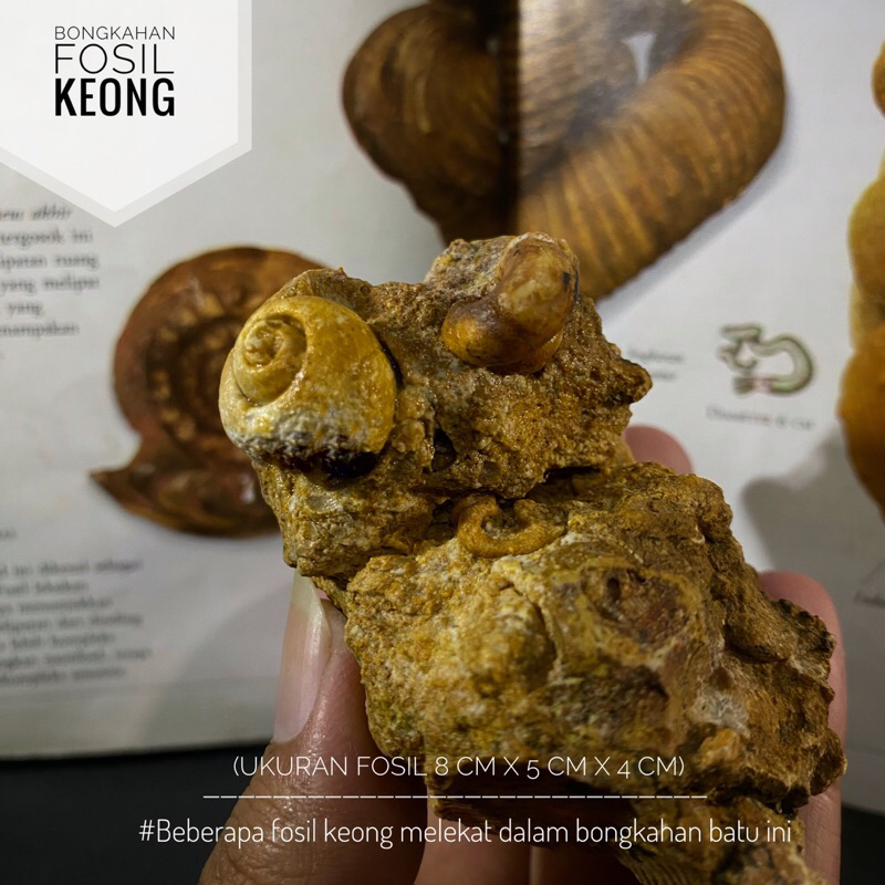 Fosil Keong Purba Natural B61 atau Fosil Kerang atau Bongkahan Fosil Keong atau Fossil Gastropoda at