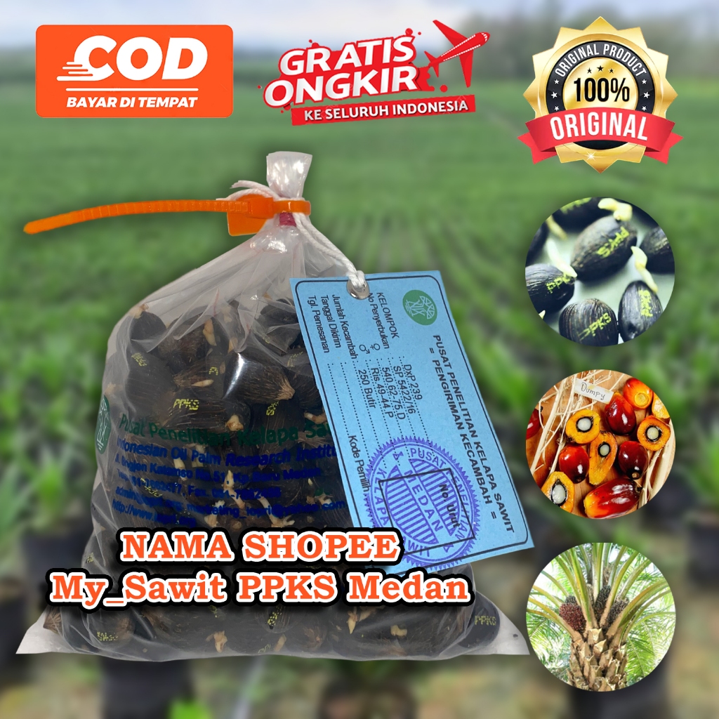 PPKS DXP 239 UNGGUL DAPAT SERTIFIKAT DAN BONUS