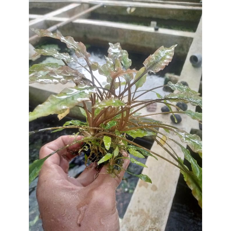 CRYPTOCORYNE MEDIA WABIKUSA
