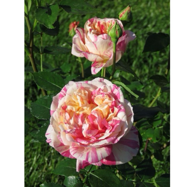 mawar rambat julie andreu - tanaman mawar import