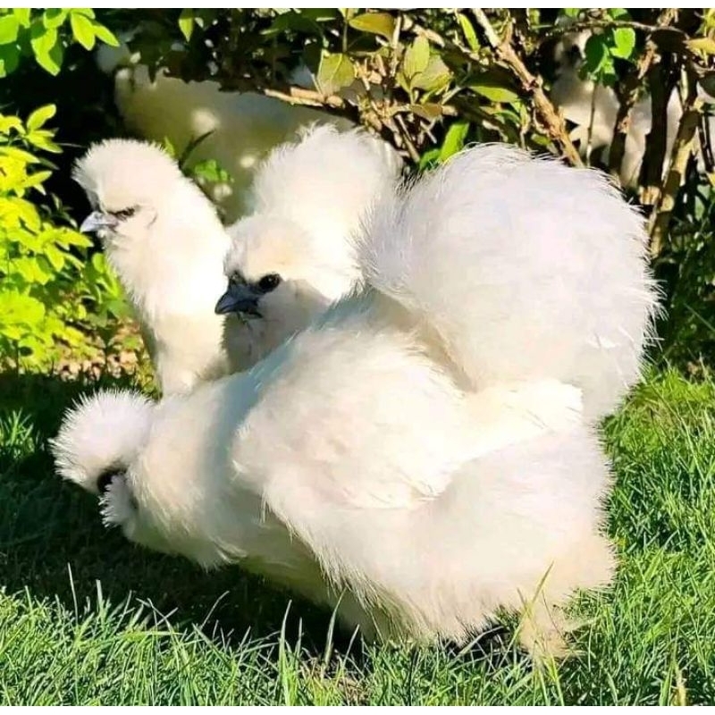 Ayam American Silkie