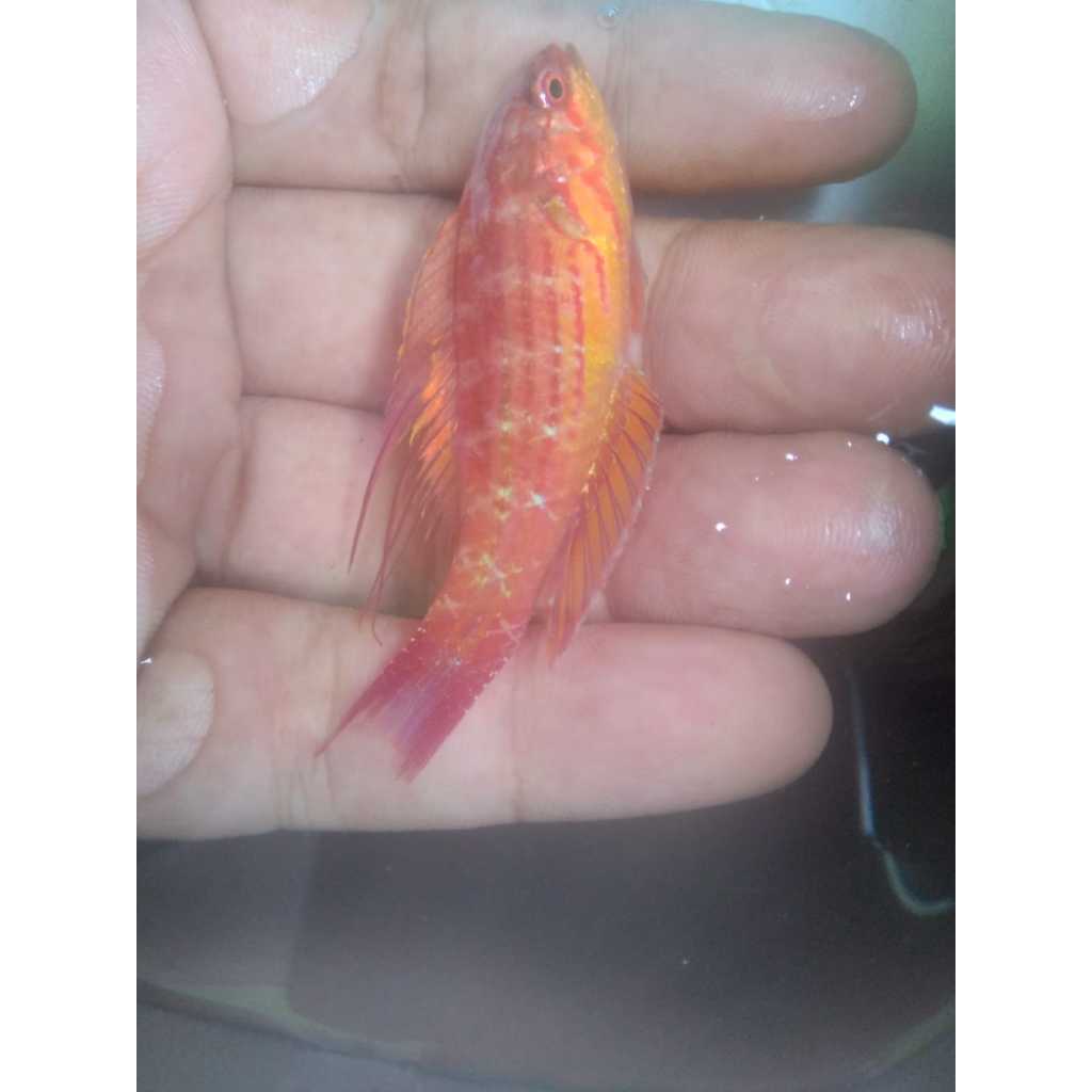Keling Dianfish Slayer - Filament-fin Wrasse