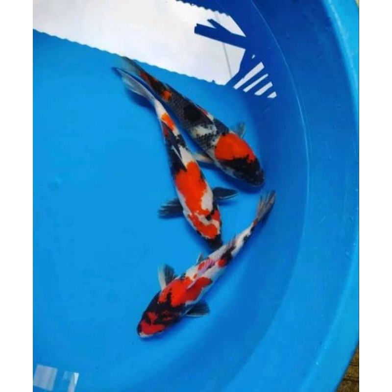 

stiker koi showa 25 - 28cm