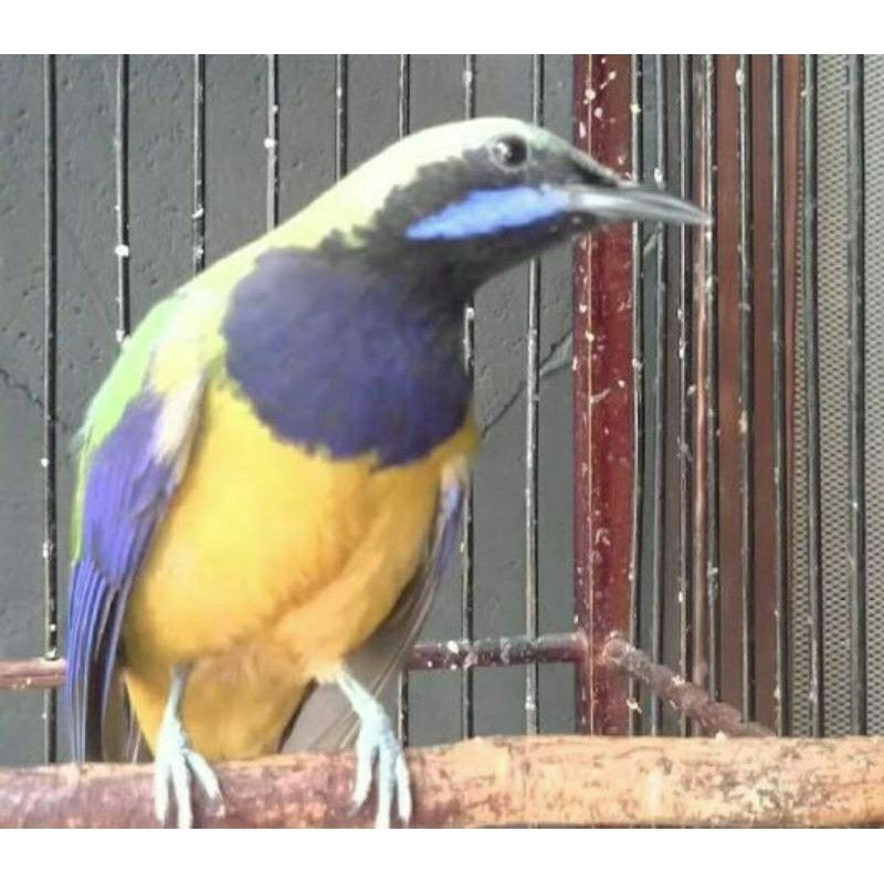 Cucak Cungkok Gacoran