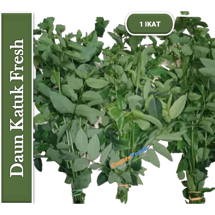 

Daun Katuk - Daun Cekur Manis Fresh | 1 Ikat [ Harga Per IKAT ]