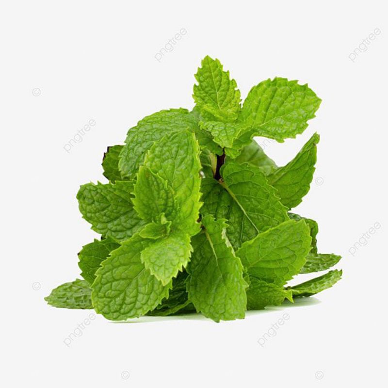 

daun mint, daun mint segar