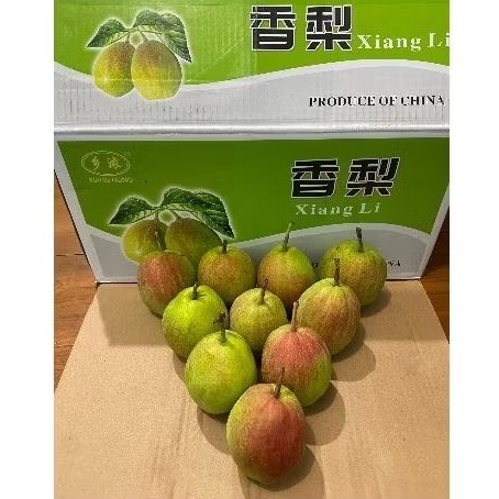 

Pear Xiang Lie Manis Crunchy fresh 1kg