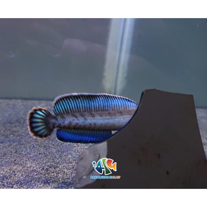 ANDRAO CHANA GONDRONG SIZE 7-10cm/Jaminan mantap