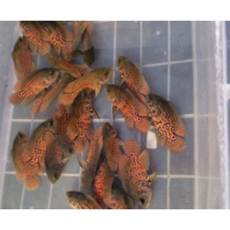 OSCAR BATIK HITAM 2 JARI