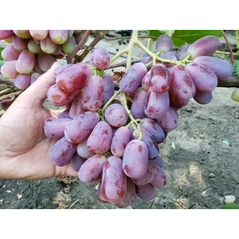 

Bibit anggur import varian urum