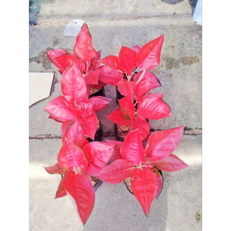 Aglonema suksom merapi