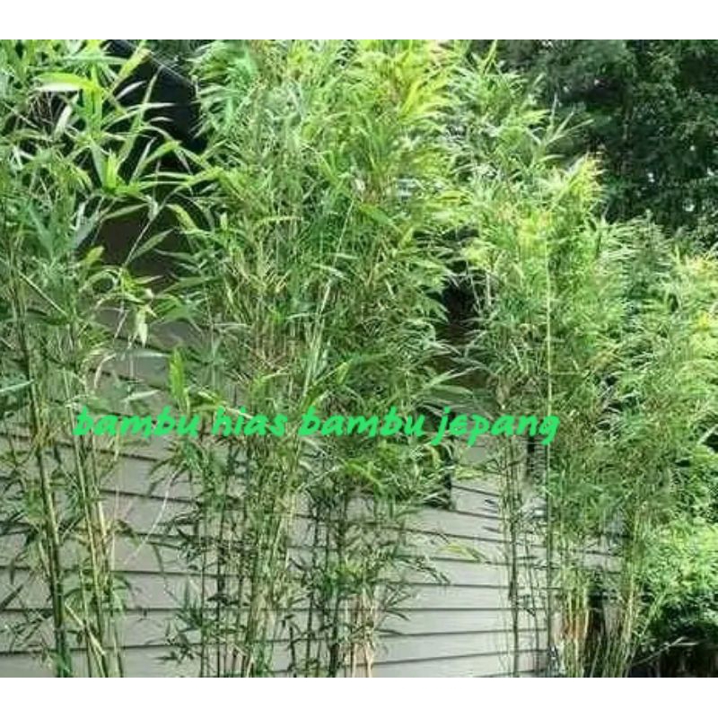 bambu hias bambu jepang