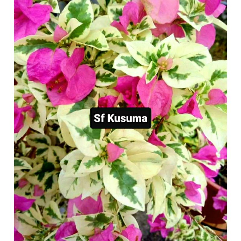 Bunga Hias Bougenville Kusuma Varigata Pink