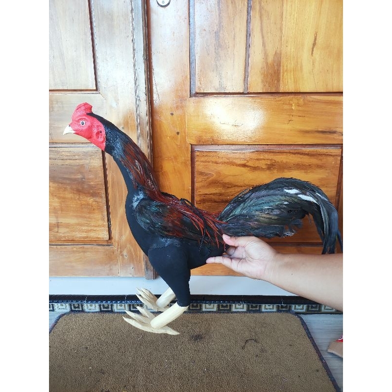 Boneka Ayam Untuk Melatih Otot Ayam - Warna RANDOM