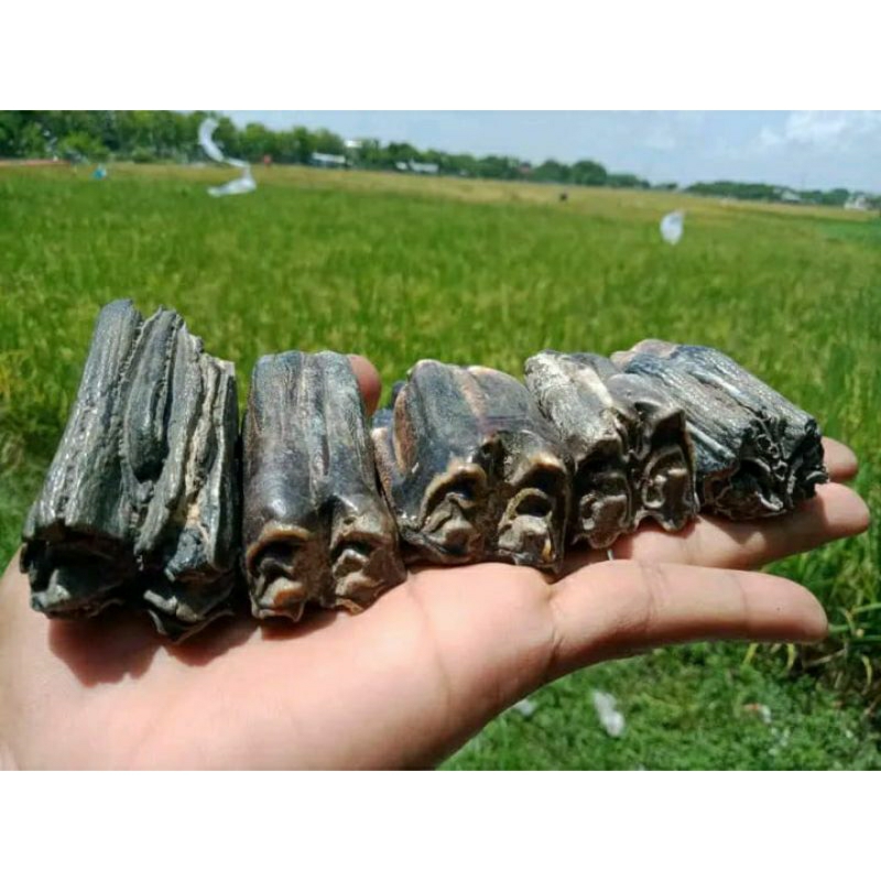 gigi badak purba temuan alas