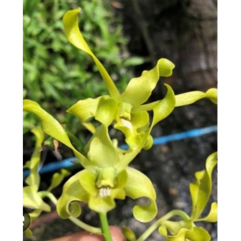 Anggrek Dendrobium Caesar Green Dewasa