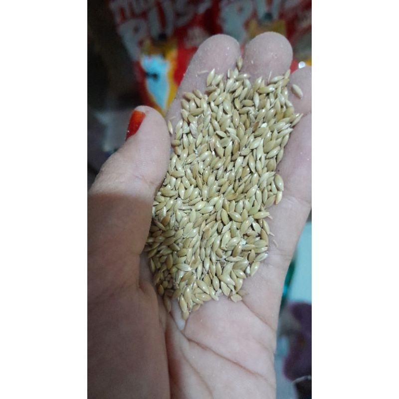 Kenari Seed/Biji Kenari