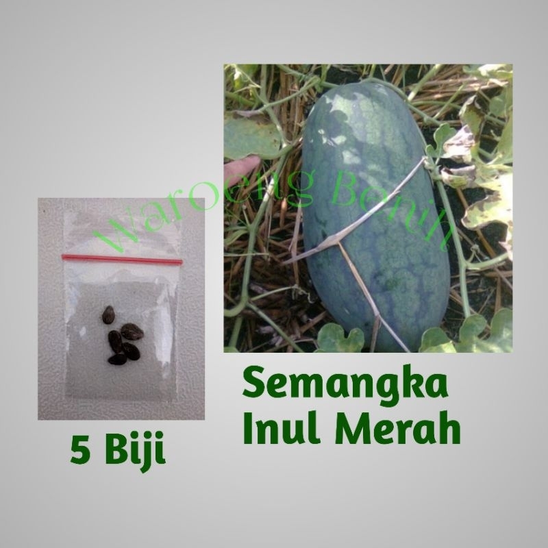 Benih semangka inul merah f1
