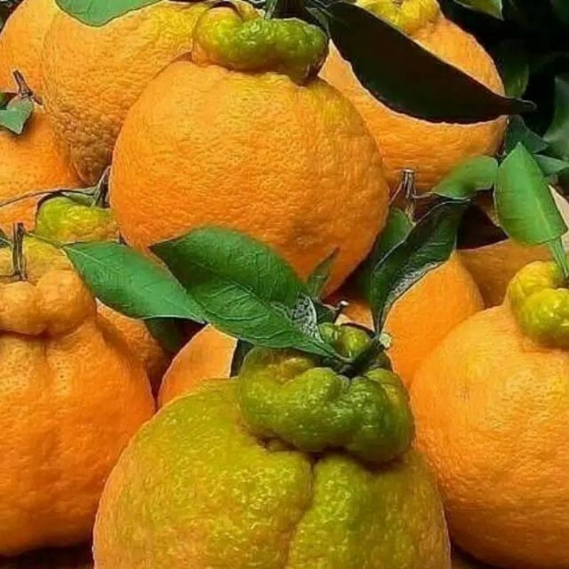 

BIBIT TANAMAN BUAH JERUK DEKOPON BISA BERBUAH DI TAMBULAPOT
