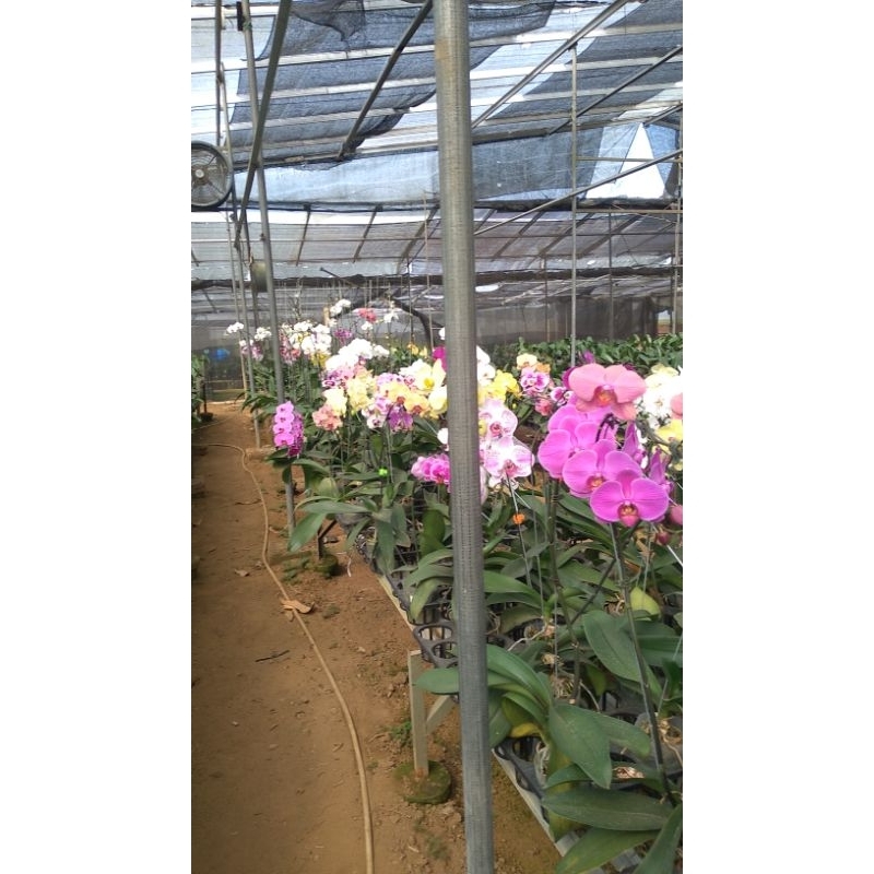 angbul dewasa siap dibungakan