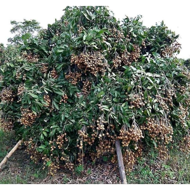 Bibit kelengkeng New Cristal ORI 70-80 cm okulasi