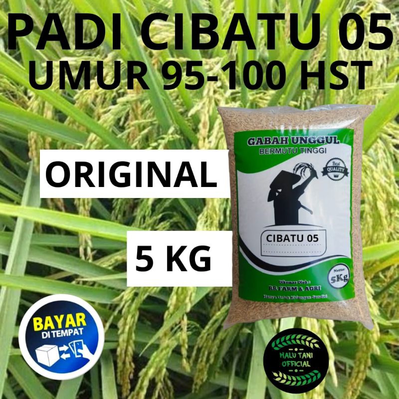 BENIH PADI CIBATU 05 KEMASAN 5 KG