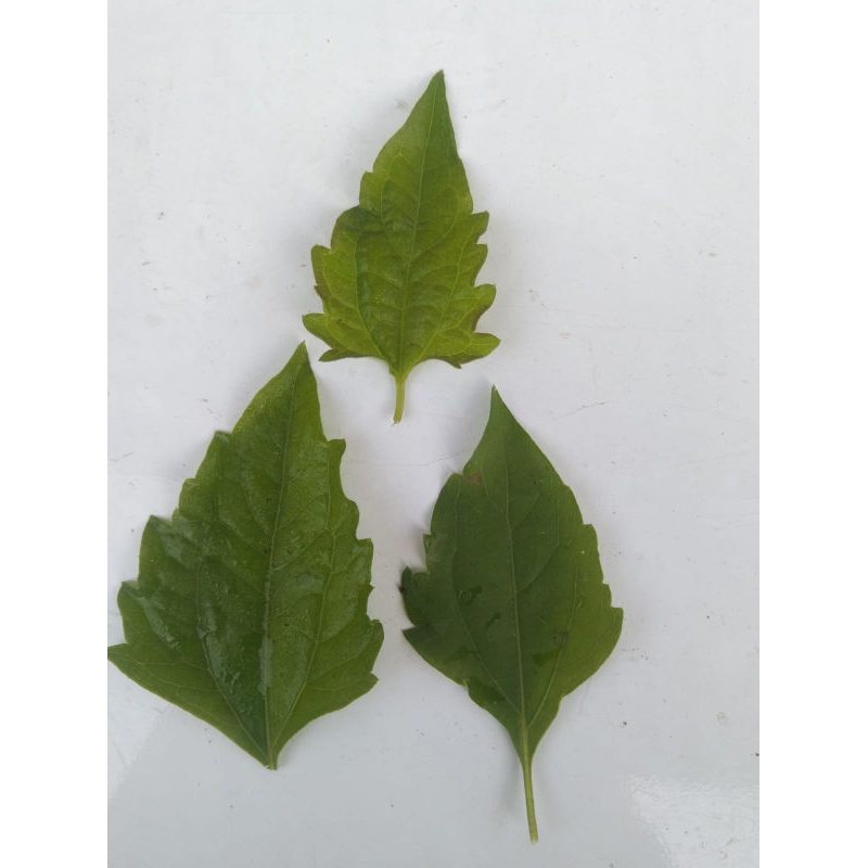 

Daun balakacida segar 50 lembar ecoprint