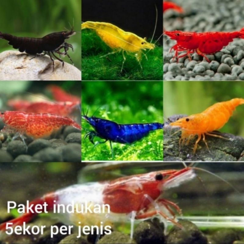 Udang Hias Aquascape Paket Indukan