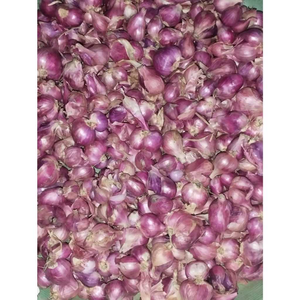 

Bawang Merah (brambang) harga per 1 kg