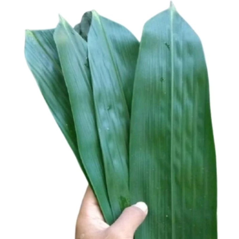 

Daun bambu segar 100 lembar - daun bambu fresh bahan bakcang