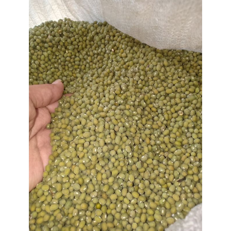 

Kacang Hijau Lokal Alami Kualitas bagus