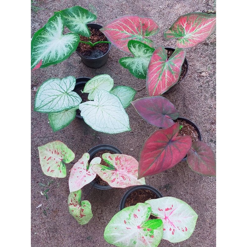 bunga keladi hidup 6 pot
