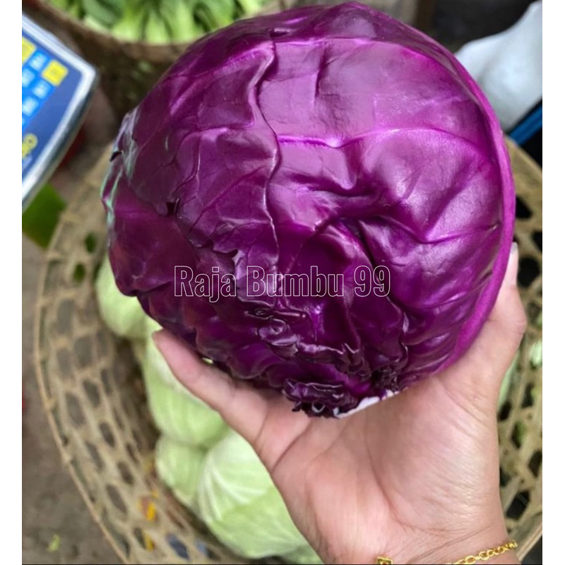 

sayur KOL UNGU 1 buah