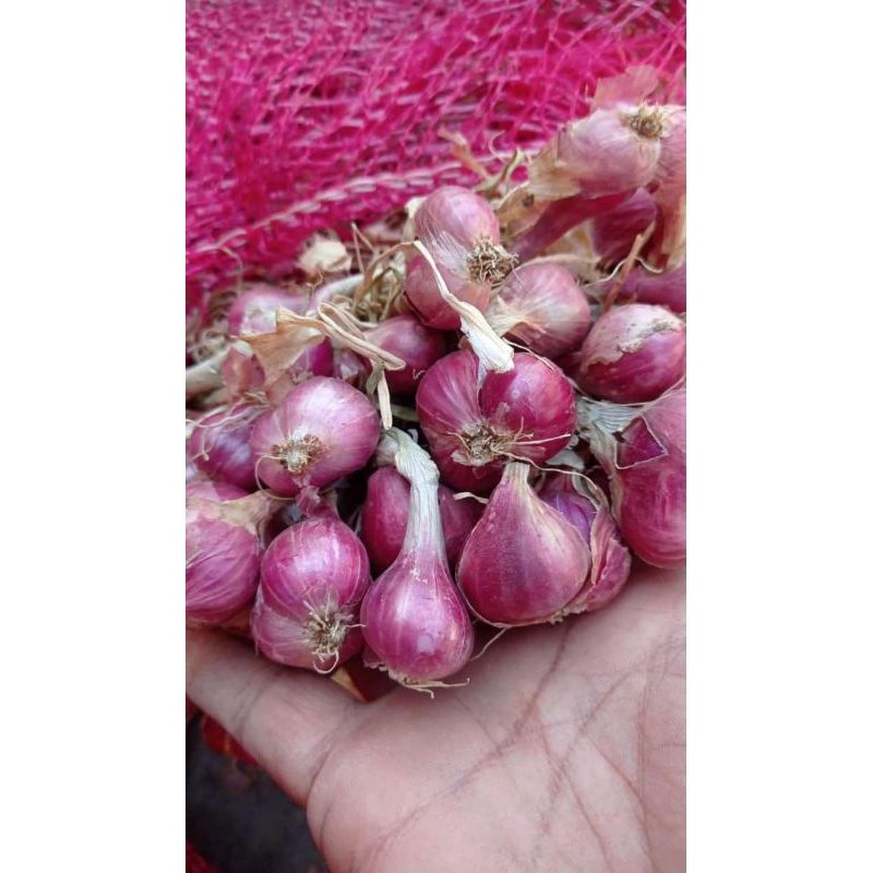 

Brambang mentah murah / Bawang mentah Probolinggo /Bawang