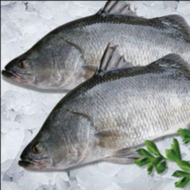 

Kakap putih - Baramundi