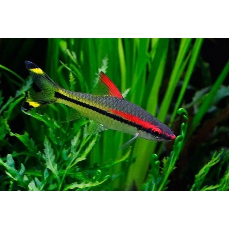 Ikan Hias Pontius Denisoni