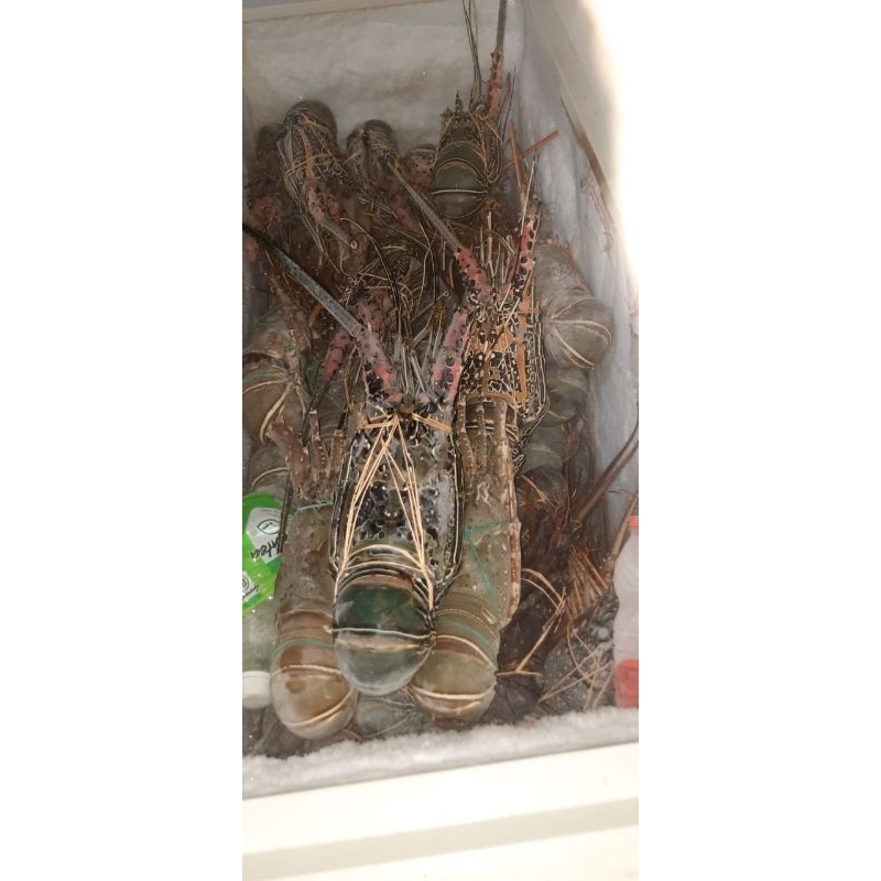 

Lobster Frozen Jakarta Ukuran 150gr-600gr+
