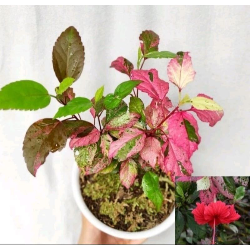 tanaman hias bunga sepatu bunga merah daun warna warni tanaman hias