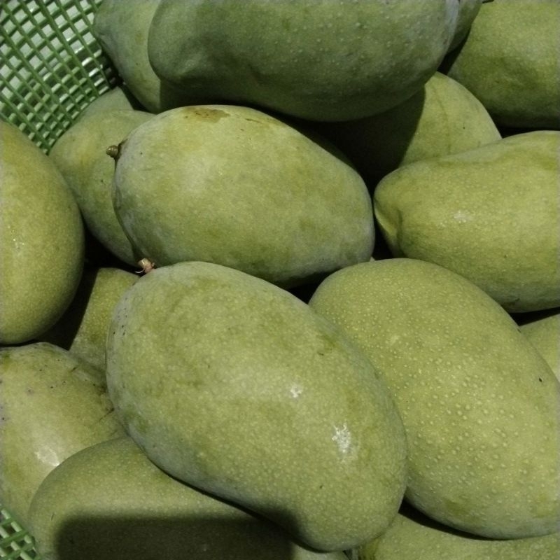 

10 kg mangga gadung muda fresh, asam buat rujak.